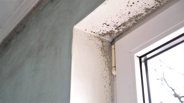 Best Mold Remediation for Rental Properties  in North Kensington, MD