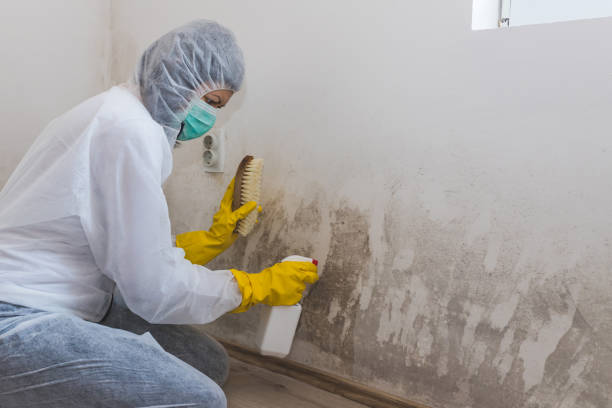 Best Comprehensive Air Testing for Mold Contaminants  in North Kensington, MD