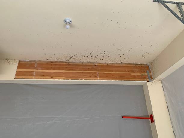 Professional Mold Inspection, Removal & Remediation in North Kensington, MD